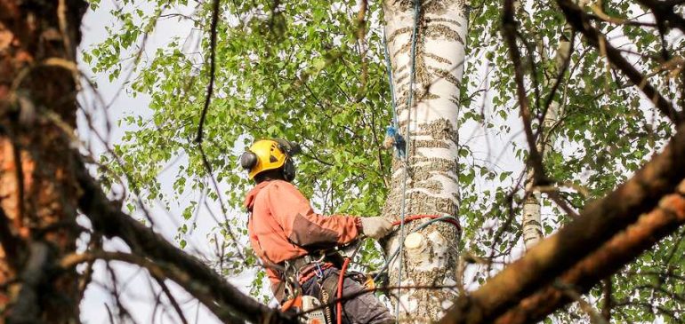Here’s Why You Need To Hire An Arborist in Sydney